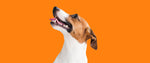 Foley Dog Treat Company