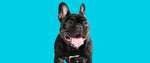 Foley Dog Treat Company