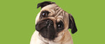 Foley Dog Treat Company