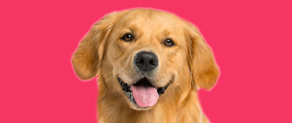 Foley Dog Treat Company