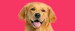 Foley Dog Treat Company